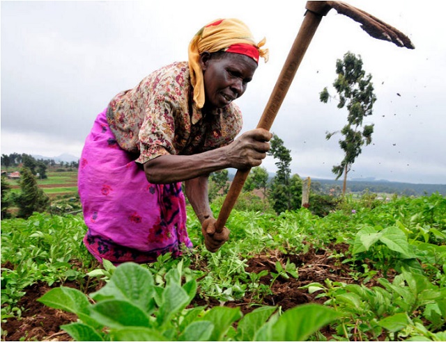 African farmers working in a sustainable agricultural field